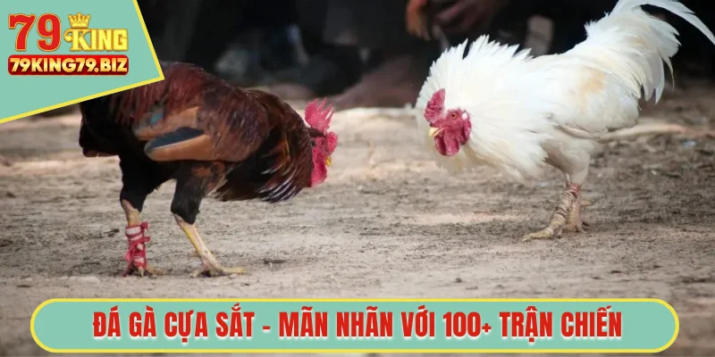 Đá gà cựa sắt 79king
